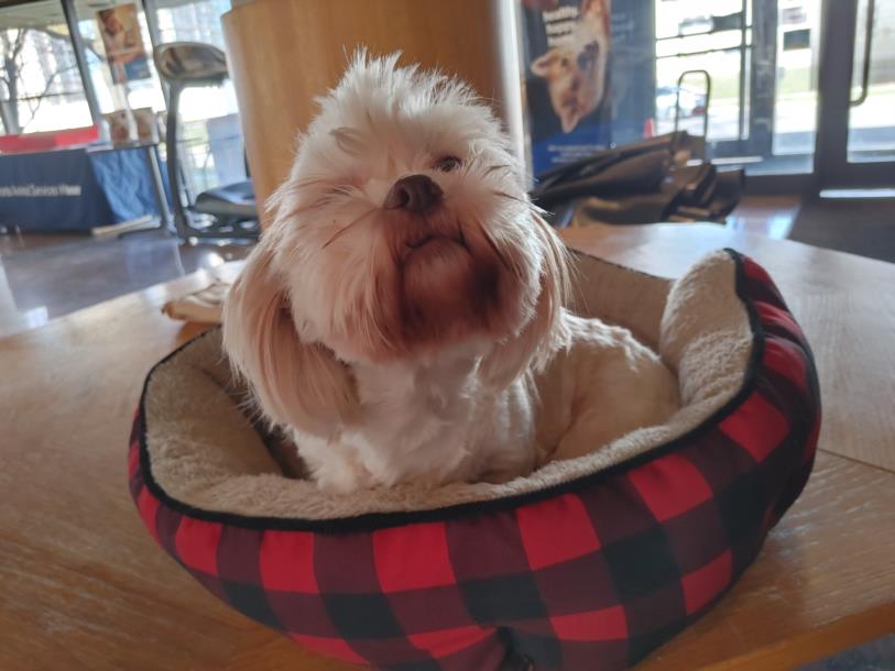 PetfindToronto's tweet image. #DANFORTH #DAWES #Pls RT2unite #FOUND #DOG- 12-Nov-23 #Toronto Animal Services A964180 #EAST 416-338-7539 WHITE #SHIHTZU F/5Yr