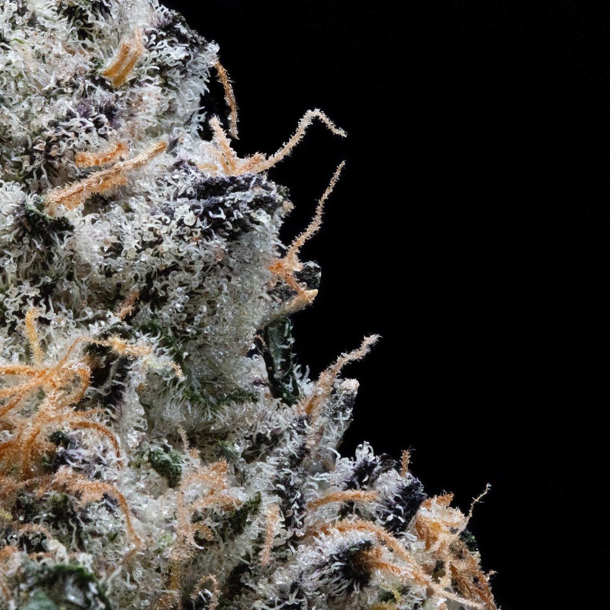 #hightimes #cannabisphotography #420community #macrophotography #missouricannabis #thecannabiscult