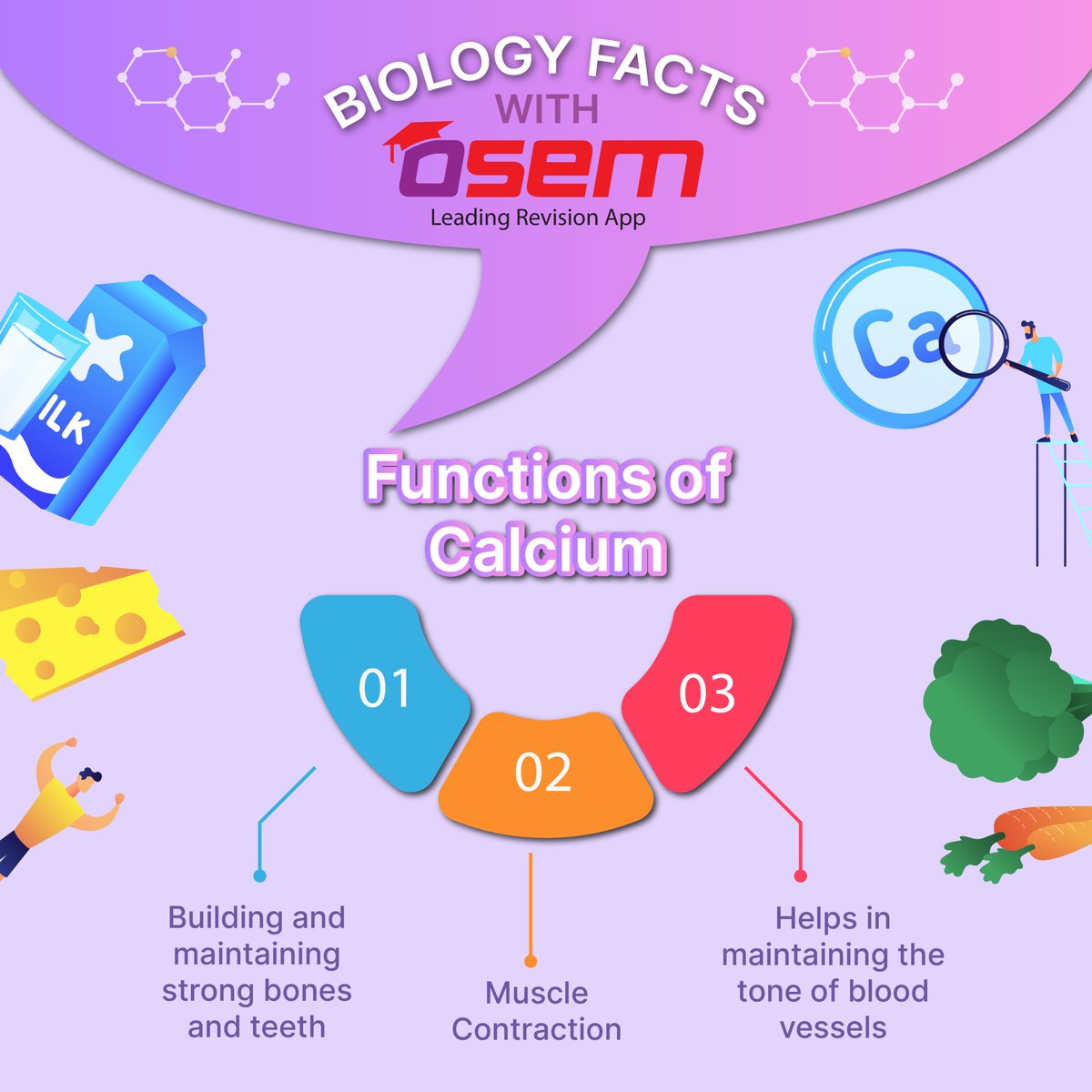 osem_app's tweet image. Calcium is an essential mineral with various important functions in the human body. It&apos;s important to note that maintaining the right balance of calcium in the body is crucial. 

Let’s eat more vegetables and keep focus on studies with OSEM 😉
#osem #biology #osemteacher  #fact
