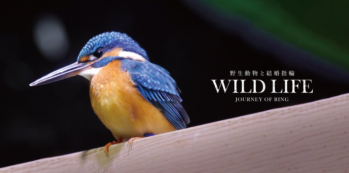 SORA_omotesando's tweet photo. 「WILD LIFE」
野生動物の姿を結婚指輪に刻むことで、様々な生物がこの地球で生きていることに想いを馳せ、自然環境に配慮する行動を促すことを目的としています。

第二弾として3つの記事を公開しました。
野生動物の美しさと、その背景にある自然に目を向けてみませんか？

https://t.co/9vMCMVqRn9 https://t.co/sCGs1I96Sv