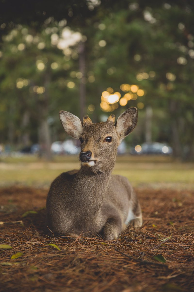 Good morning X-Friends…Happy Wednesday 🌼🍁🦌🧡🤎

#WednesdayMorning 🌼 #CoffeeTime ☕️ #AnimalLovers 🧡 #StayPositive 🤎 #PeaceAndLove 🕊️