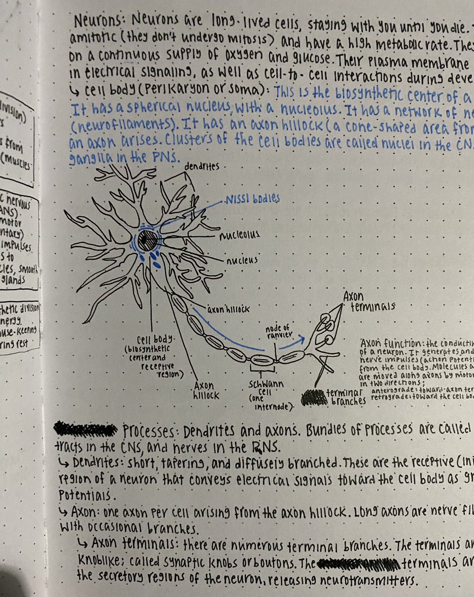 hi new followers, sorry to disappoint but i’m on hiatus because i’m very busy with prenursing school. have this neuron instead