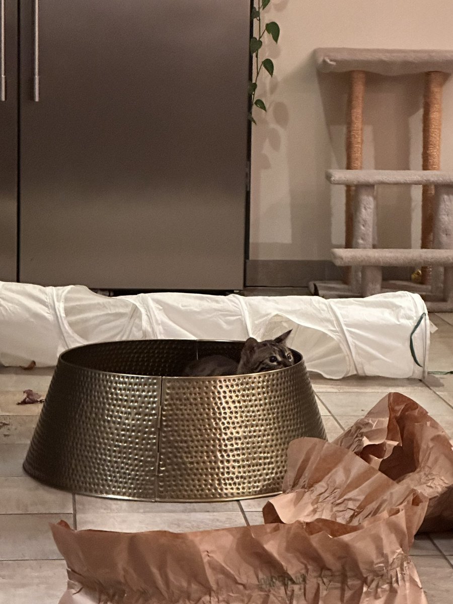 corinne 🐕🐈🐈🐆 tweet media