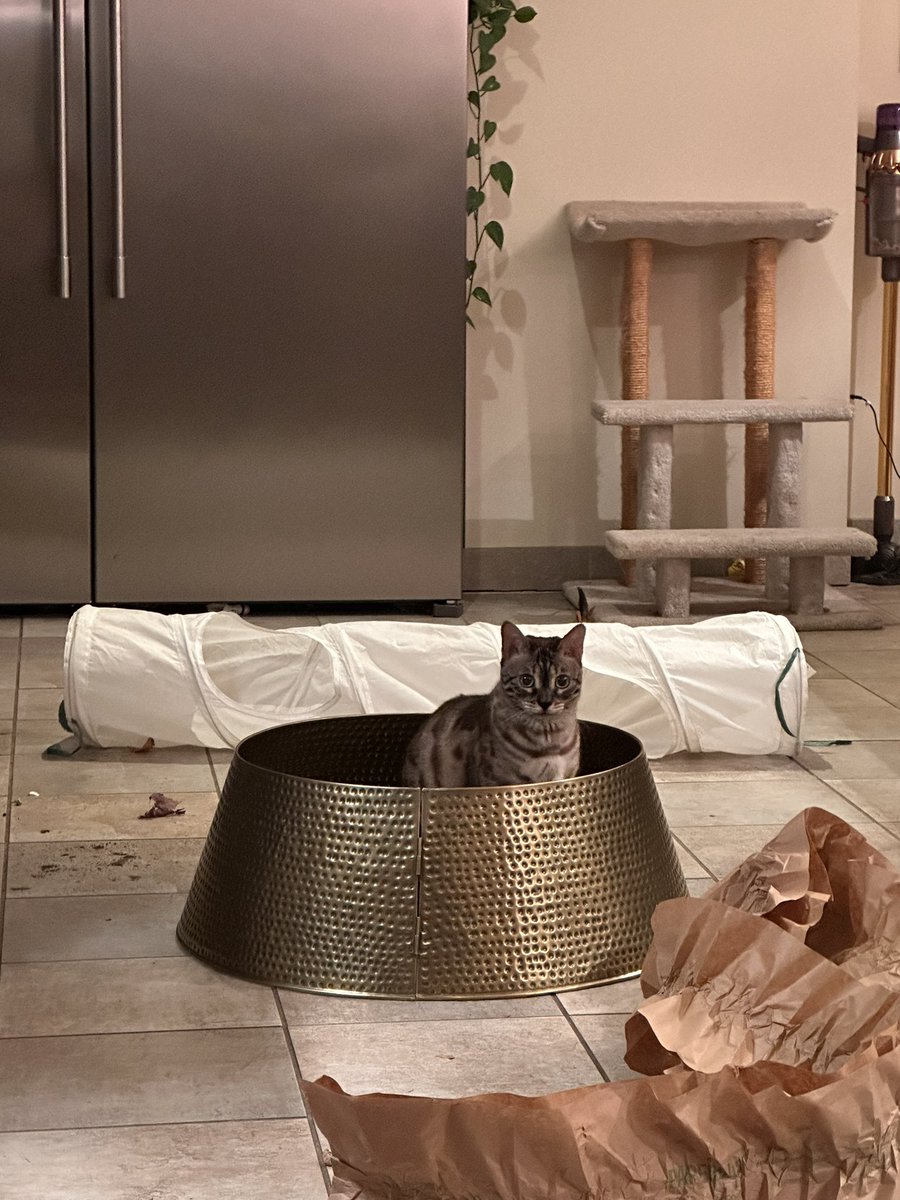 corinne 🐕🐈🐈🐆 tweet media