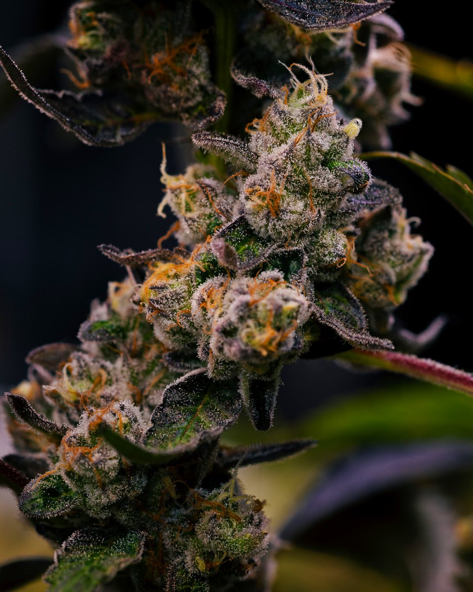 Illinois Craft Cannabis tweet media