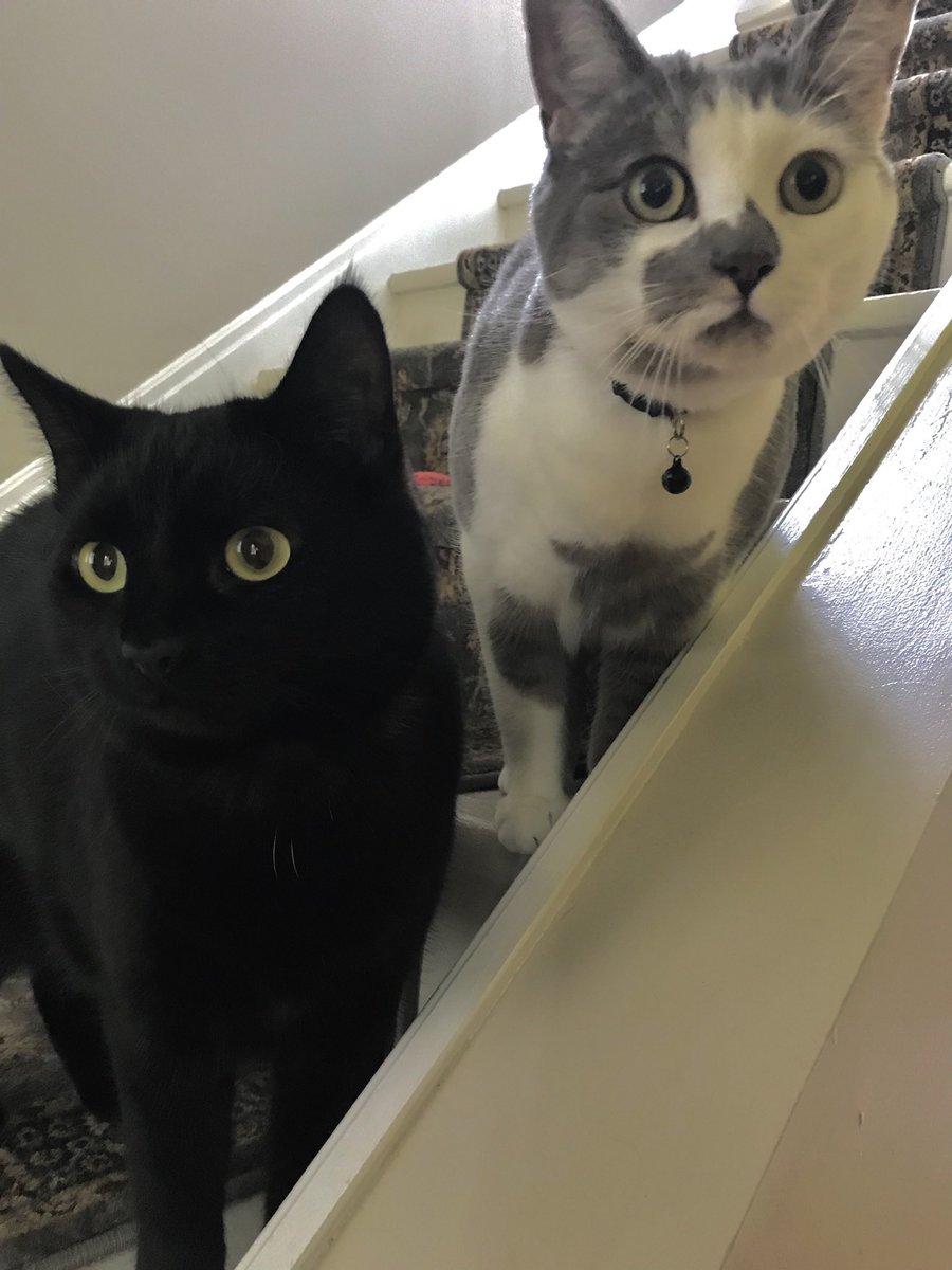 Felix | @captnbubaru.bsky.social tweet media