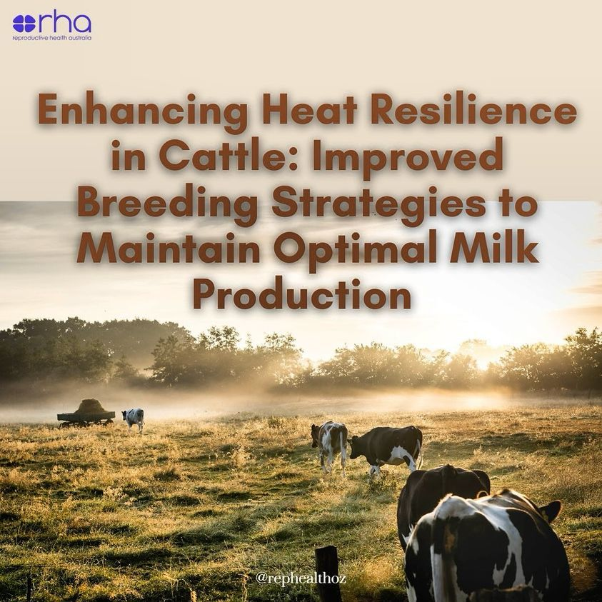 Aussie researchers are investigating new ways to identify heat-tolerant cows that maintain lower body temperatures during heat stress, improving productivity, reproductive outcomes and animal welfare. Read more: sciencedirect.com/science/articl…