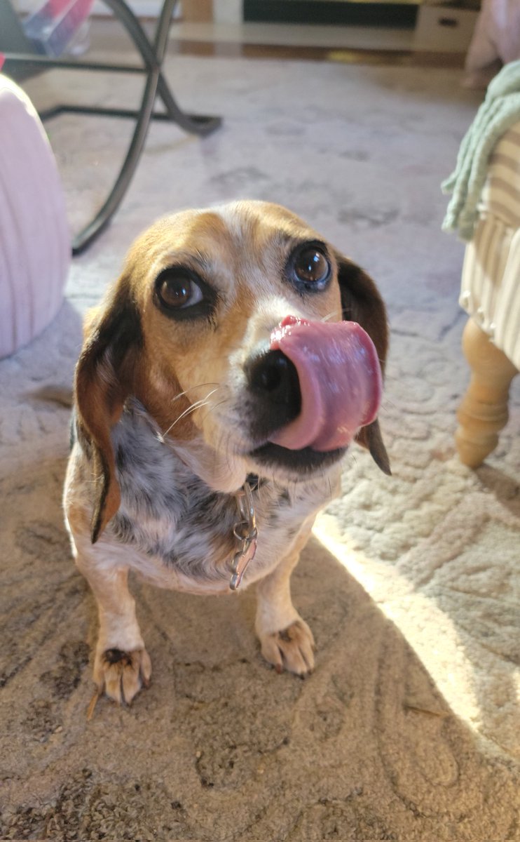 SweetSundaebeagle (@sundaebeagle) on Twitter photo #tuesdayvibe... getting yummy treats ๐ฅฐ๐พ๐จ#ToT <a href="/beaglefacts/">Beagle Facts</a> #dogsoftwitter #beagles #tuesdayvibe... getting yummy treats ๐ฅฐ๐พ๐จ#ToT <a href="/beaglefacts/">Beagle Facts</a> #dogsoftwitter #beagles