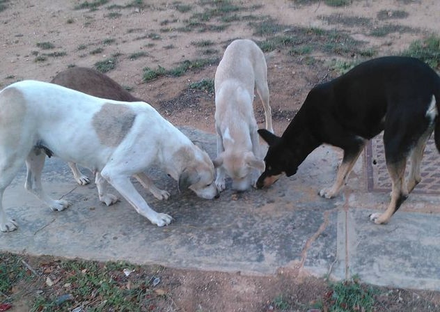 PawsTeamRescue's tweet photo. request for help⚠️⚠️
 Lately it has been difficult for us to buy food for the herd, all expenses came from some close collaborators but it is not enough. Whoever can help with food or a penny can do so by: 🙏🙏🚑🆘🥩🐾🐾
https://t.co/l1usREDFmb https://t.co/PzulNSpYf0