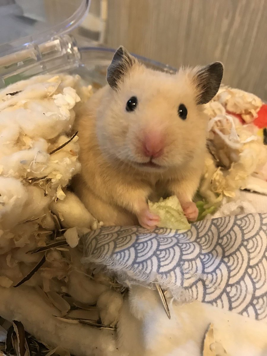 🐹 (@hamstersoyeon) on Twitter photo 
