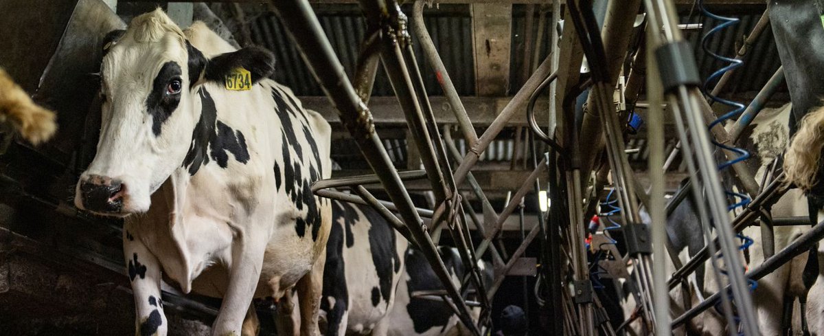 EnergySmartFarm's tweet photo. Agriculture Victoria invites you to join national experts and specialists on farm to discuss feedpads, renewable energy and more! 
Wednesday 13 December 9am - 2:30pm   
Jelbart Farm, Leongatha South  
For more information please visit: https://t.co/MgZt7rLAtJ https://t.co/BfIFkbw0wA