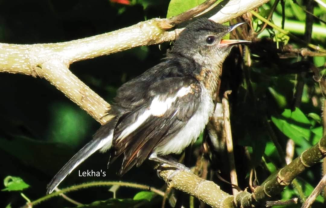 Oriental magpie robin juvenile(দহিকতৰা) #TwitterNatureCommunity #birdTwitter #indiaves #birdwatching #NaturePhotography #wildlifephotography #canonphotography #Natgeoindia #Love4Wilds #photohour #photography #BBCWildlifePOTD