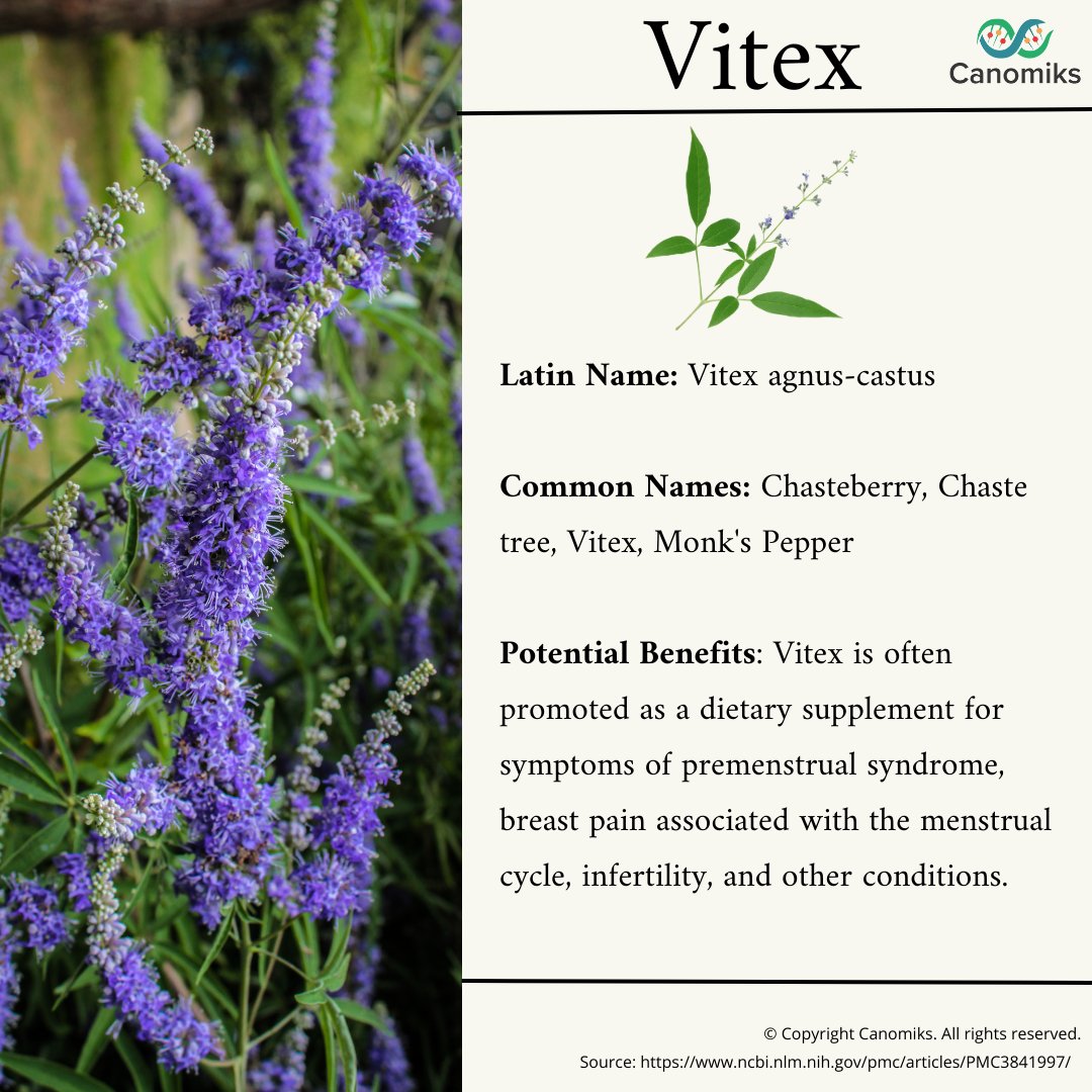 Our November #botanical spotlight is #Vitex, a #herbalremedy native to the Mediterranean region. It’s often sold as a #dietarysupplement to address various #womenshealth concerns. Scientific evidence for its efficacy is still evolving, but studies continue investigating Vitex.
