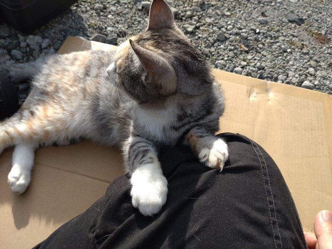 さてタイヤ交換…たい…おい…仕方無えなあ… 