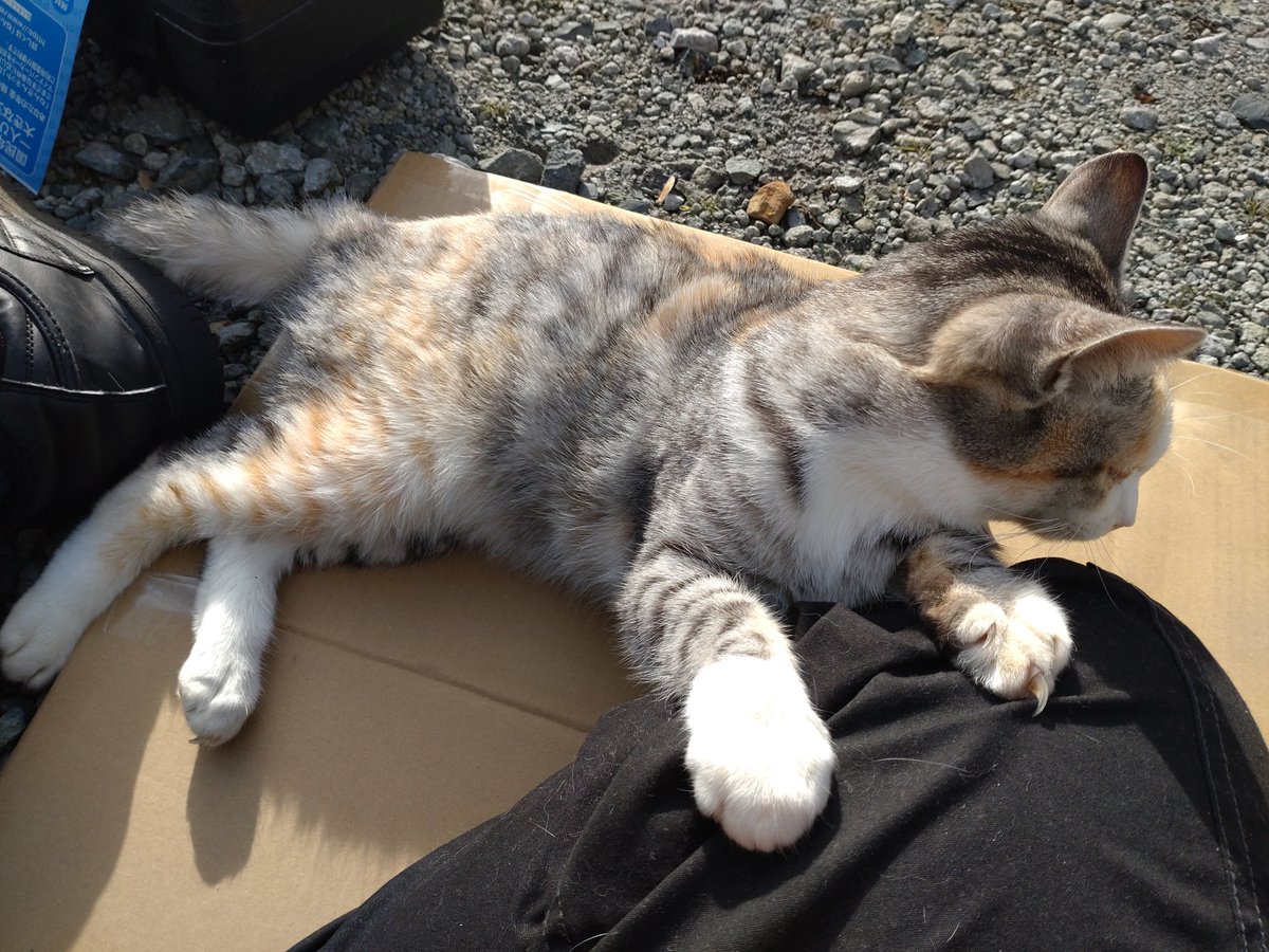 さてタイヤ交換…たい…おい…仕方無えなあ… 