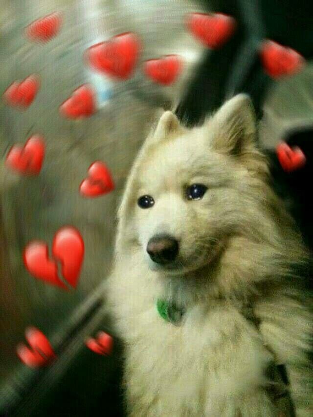 hiddenmistake_'s tweet photo. ✨️Después de ver los doblajes yo pensé que @la_kyliezz iba a ser finalista https://t.co/BYcZAKeZZc
