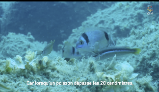 ReeFish (@reefishnews) on Twitter photo Our sampling trip last summer in Corsica and Monte Christo to assess #MPA marine reserve effects and benchmark ecological indicators
#eDNA, video and visual fish surveys performed by <a href="/umrMARBEC/">Marbec</a> @cefemontpellier <a href="/ReefLifeSurvey/">Reef Life Survey</a>
Film by <a href="/beauvalnature/">Beauval Nature</a>
instagram.com/reel/CzoeGVZqM… Our sampling trip last summer in Corsica and Monte Christo to assess #MPA marine reserve effects and benchmark ecological indicators
#eDNA, video and visual fish surveys performed by <a href="/umrMARBEC/">Marbec</a> @cefemontpellier <a href="/ReefLifeSurvey/">Reef Life Survey</a>
Film by <a href="/beauvalnature/">Beauval Nature</a>
instagram.com/reel/CzoeGVZqM…