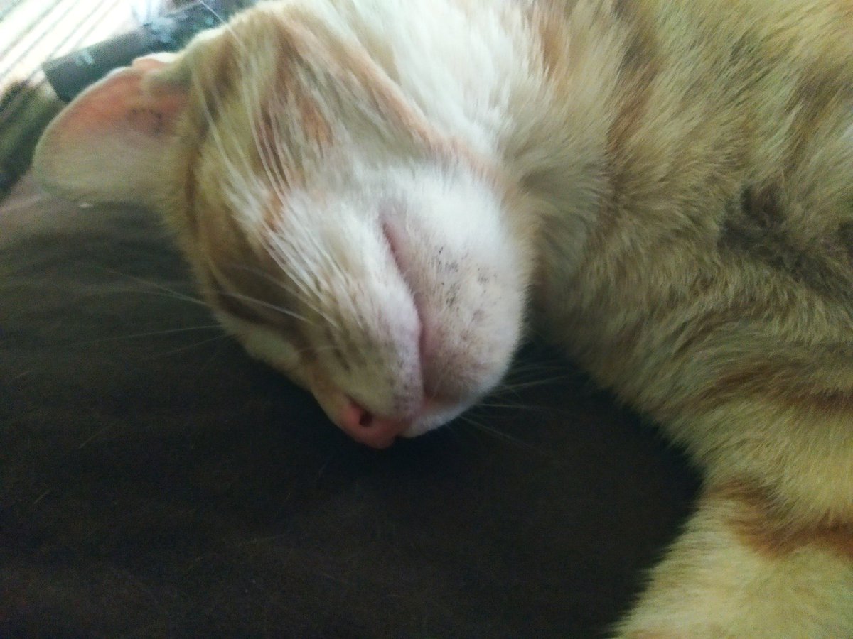 Carnage⭕️ tweet media