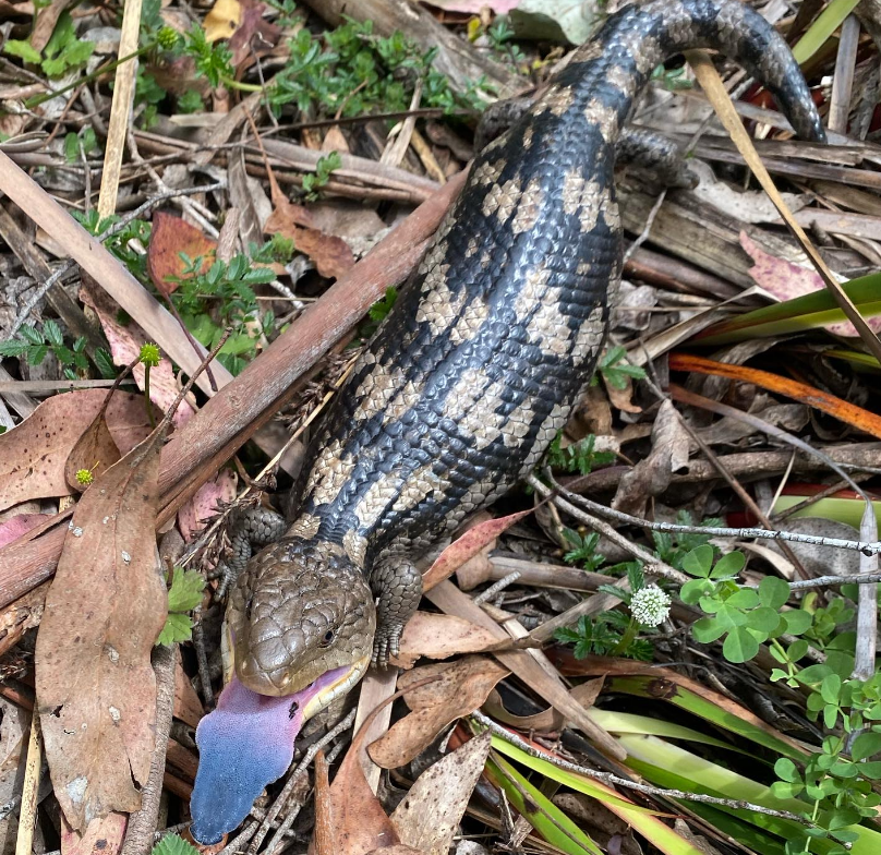 E_R_Australia's tweet photo. Look at this gorgeous chonk we ran into today in the field! #bluetonguelizard #wildoz #lifeinthefield https://t.co/LOhCu43izz