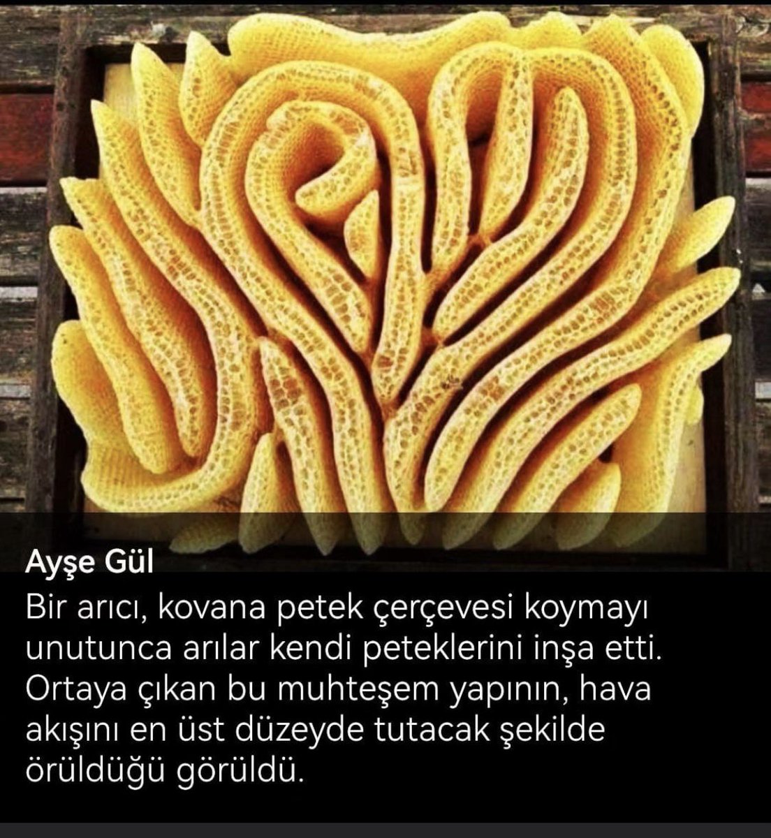 Muhteşem bir olay 🙏🐝🐝🐝♥️♥️
Günaydınn🙋‍♀️