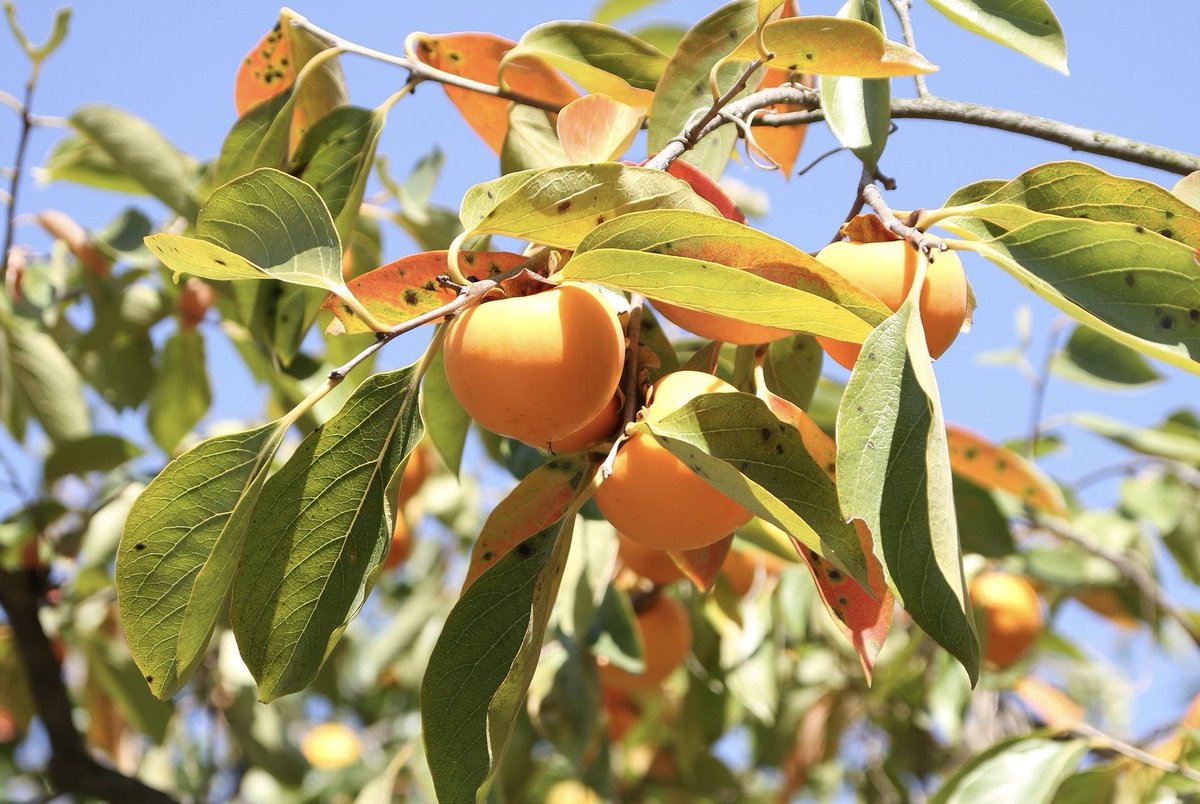 국립산림과학원의 연구 결과
곶감이 기억력 형성에 관여하는 신경전달물질인
‘아세틸콜린’의 회복을 돕는 것을 입증했습니다🍎

🌳수험생 여러분, 감 잡고 대박나세요🌳