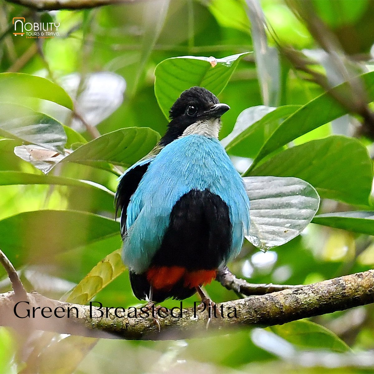 NobilityTourstr's tweet photo. Enjoy the beauty of the Pearl of Africa discover the most sought out bird species found with the beautiful wildlife of Uganda. https://t.co/n75b6ZG2x5