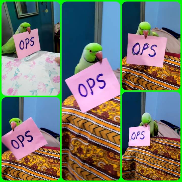 संघर्ष की रात जितनी ज्यादा अँधेरी होती है,
सफलता का सूरज उतना ही तेज चमकता है।

#voteforOPS

<a href="/narendramodi/">Narendra Modi</a> <a href="/nsitharaman/">Nirmala Sitharaman</a> <a href="/vijaykbandhu/">Vijay Kumar Bandhu</a> <a href="/Aamitabh2/">Amitabh Agnihotri</a> <a href="/ravishndtv/">ravish ndtv</a> <a href="/aajtak/">AajTak</a> <a href="/ViteshKhandekar/">Vitesh Khandekar</a> <a href="/abhinav019/">𝐀𝐛𝐡𝐢𝐧𝐚𝐯 𝐒𝐢𝐧𝐠𝐡'𝐑𝐚𝐣𝐩𝐨𝐨𝐭'</a>