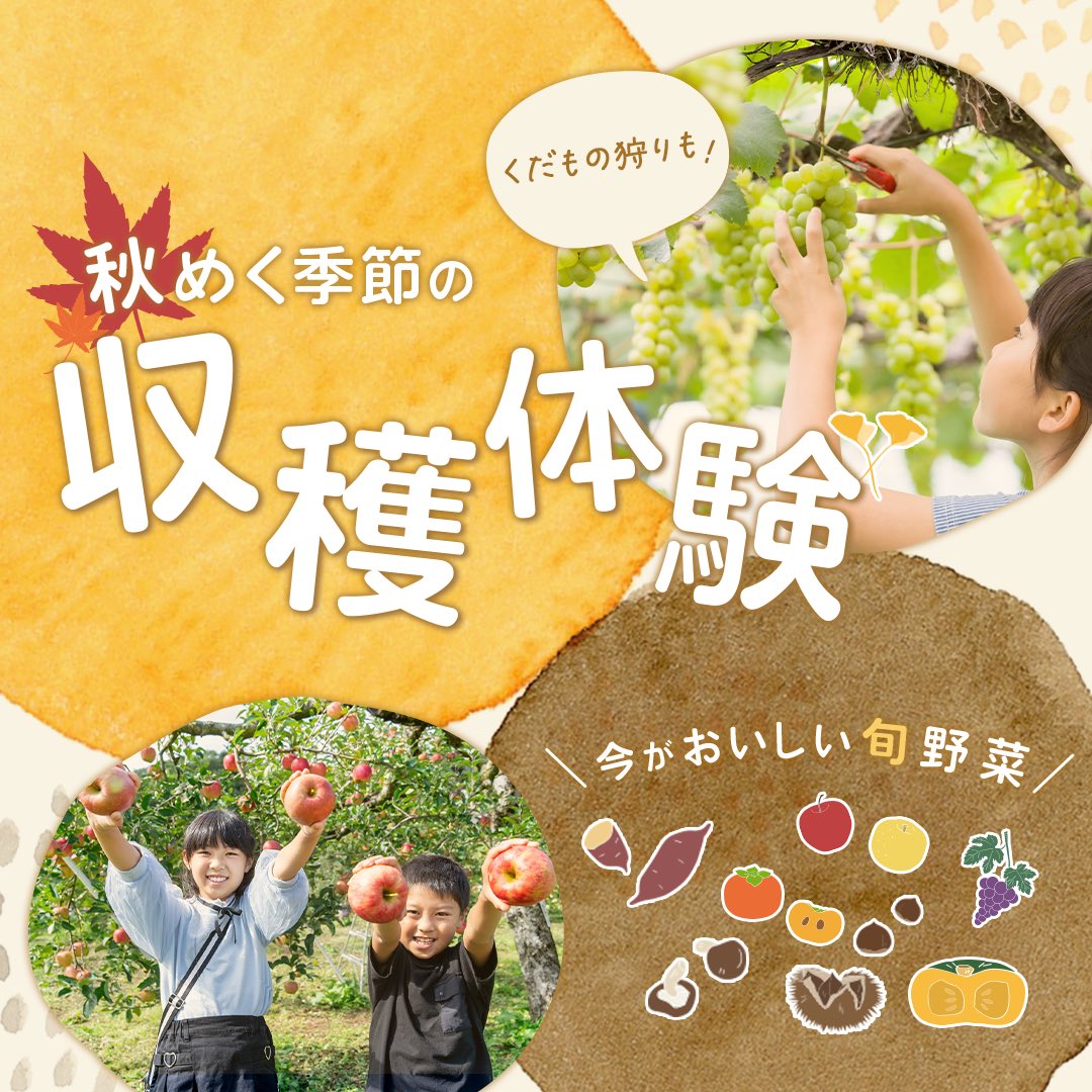 hello_aini's tweet photo. ＼秋めく季節の収穫体験🍁
　　今がおいしい旬野菜／

実りの秋がやってきました✨😋

ほくほくな栗🌰やさつまいも🍠、
落花生🥜や大根などなど、
旨味がぎゅっとつまった秋の旬野菜を
収穫しにいきませんか☺️？
（くだもの狩りもありますよ🍊）

体験一覧はこちら！🤭🫱
https://t.co/GboDaUdJHb https://t.co/vuSYMfdtCx