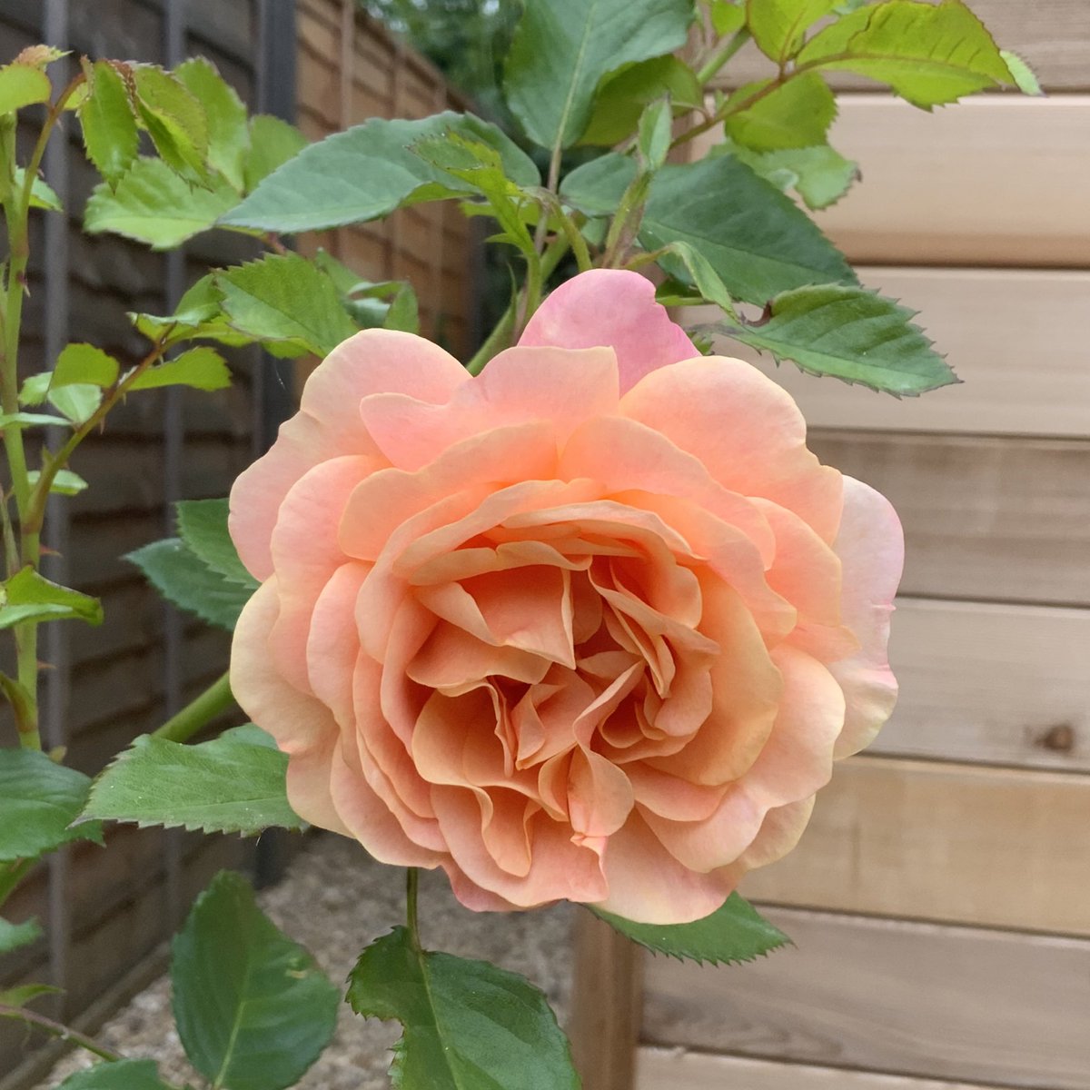 #roseoftheyear 2023 ‘Peach Melba’. #climbingrose
Bare root and newly potted plants available nationwide.
After so much rain, the garden is like a swamp, but never mind! Today we have blue skies &amp; sunshine. 
Happy #RoseWednesday everyone, have a good day.
<a href="/loujnicholls/">Lou Nicholls</a> <a href="/kgimson/">k gimson 🌻🐝</a>