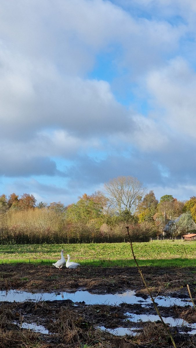 Snellegem (deelgemeente jabbeke) om 11u
#vrtweer