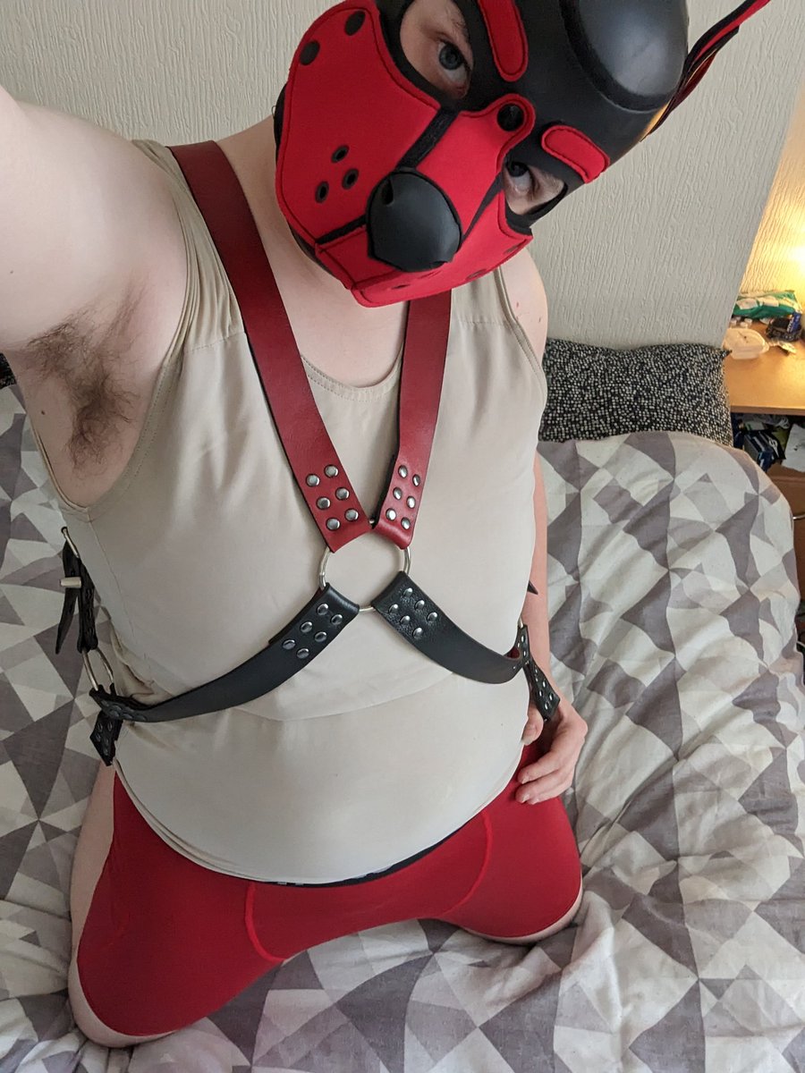 AxelAfterDark's tweet photo. Anyone wanna play with this doggy at Furcation? 👀 https://t.co/Ut2OGejQeP