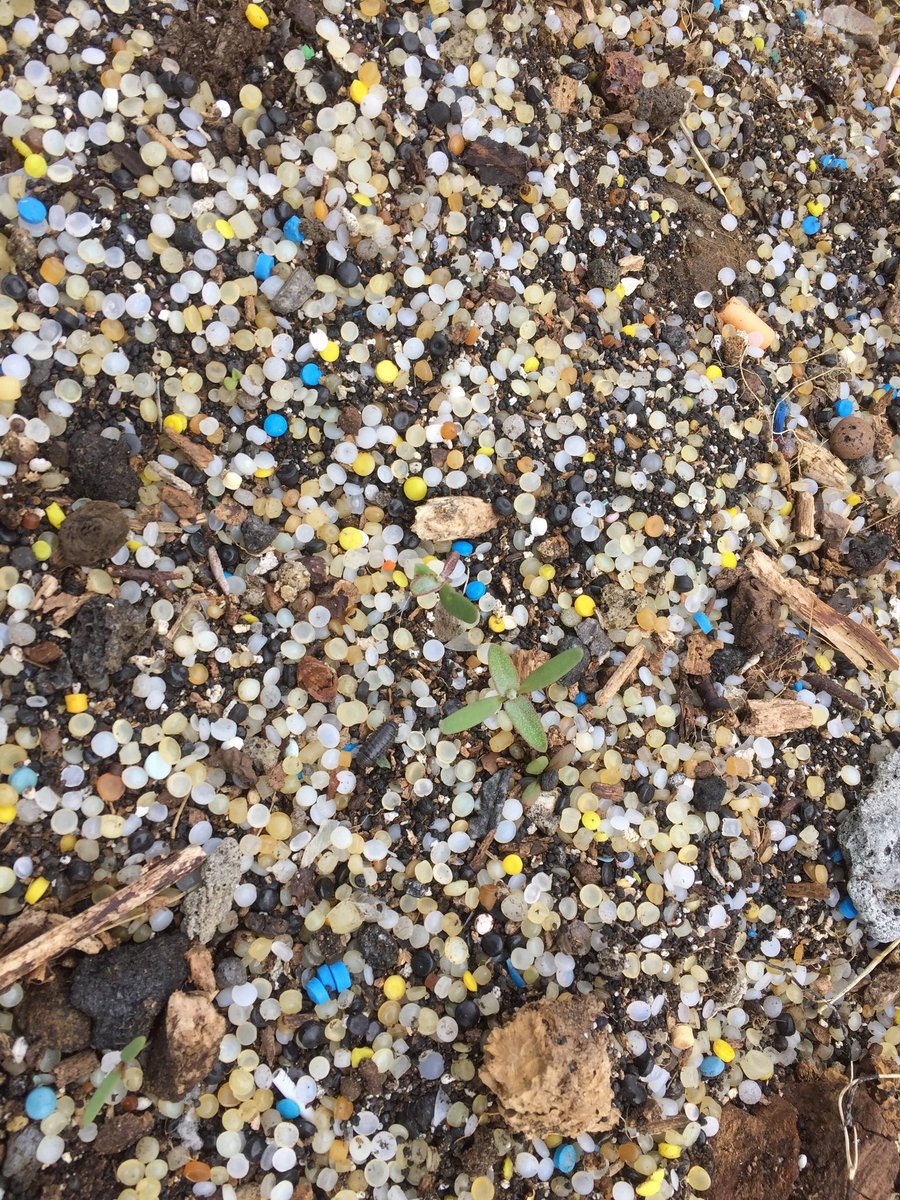 The #GlobalPlasticsTreaty must address primary plastic because plastic pellets are primary plastic AND a pollutant here’s a picture of primary plastic pellets polluting an area of Special Scientific Interest for marine life in Scotland #INC3