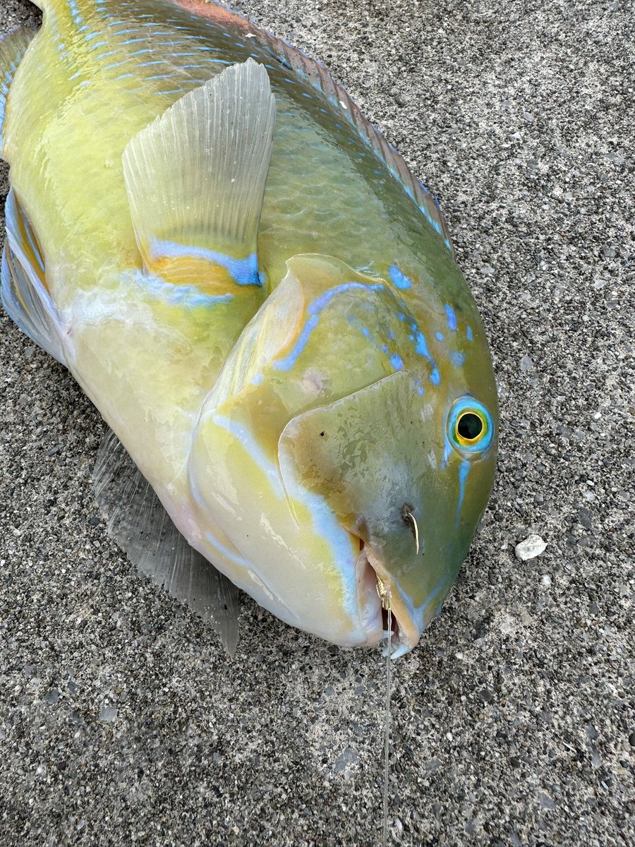DAIWA___yuki's tweet photo. 10月に釣りたかったフカセスタイルでのマクブ！
行きたくても渡船屋とカクカクシカジカで行けず…
10月末の最初で最後のチャレンジで、マクブの気配がない中、納竿20分前にエサのカニを軽く引っ張る当たり！
慌てずラインを送り、張りで確認し、確信した合わせで口元バッチリ！
また来年も挑戦します！ https://t.co/qm2FT5YN1M