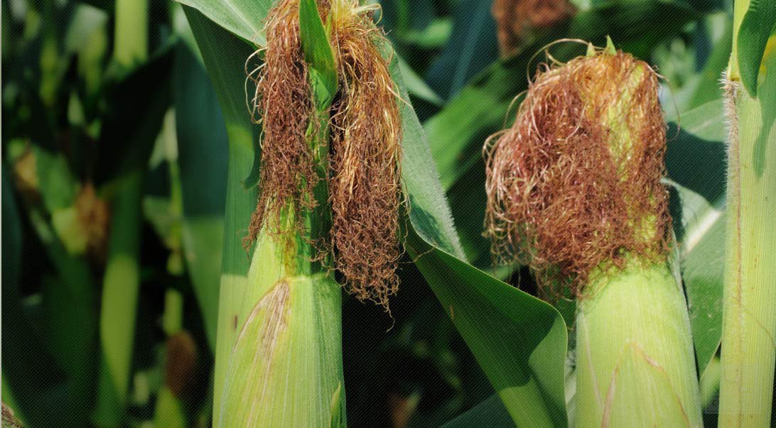 demi_farm's tweet photo. Corn silk treats

🌿Bed wetting
🌿Prostate enlargement 
🌿Kidney stones
🌿Diabetes 
🌿High cholesterol 
🌿Congestive heart failure
🌿Depression 
🌿Blur vision 

Boil fresh or dried silk in water and drink 5 tablespoons three times daily. 

Retweet 🔄. Nature heals. 

#BackToEden credit chiefherbalist