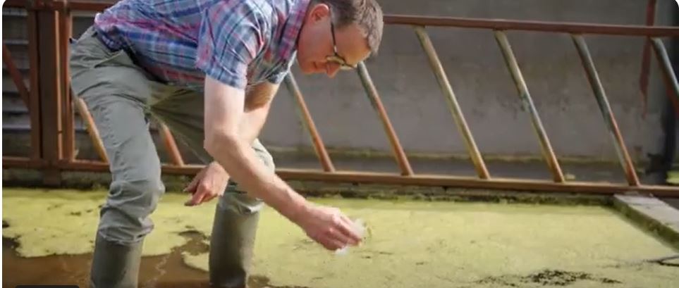 Watch our latest video 🎦➡️ ucc.ie/en/brainwaves/… demonstrating how the technologies we developed @BrainwavesEU to cultivate #duckweed🌱are now being scaled up and moving to real world settings on farms 🚜 #Scienceweek #IrelandWales #circulareconomy