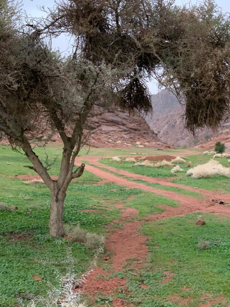 hail_e_a's tweet photo. اللهم لك الحمد  على الغيث الذي انعم علينا به  . 
اللهم اجعلها سقيا رحمه وبركة.
تزينت وديان #حائل وشعابها لكم بعد المطر.
 استمتعوا بها وبجمال جبالها وشعابها  وطلحها واترك اثر طيب بعد رحلتك البرية ولا تدمر  . تذكر دائما ان #بيئتنا_مسئوليتنا 
#حايل_Iلان 
#حايل_مطر https://t.co/nWBEgpSnGs