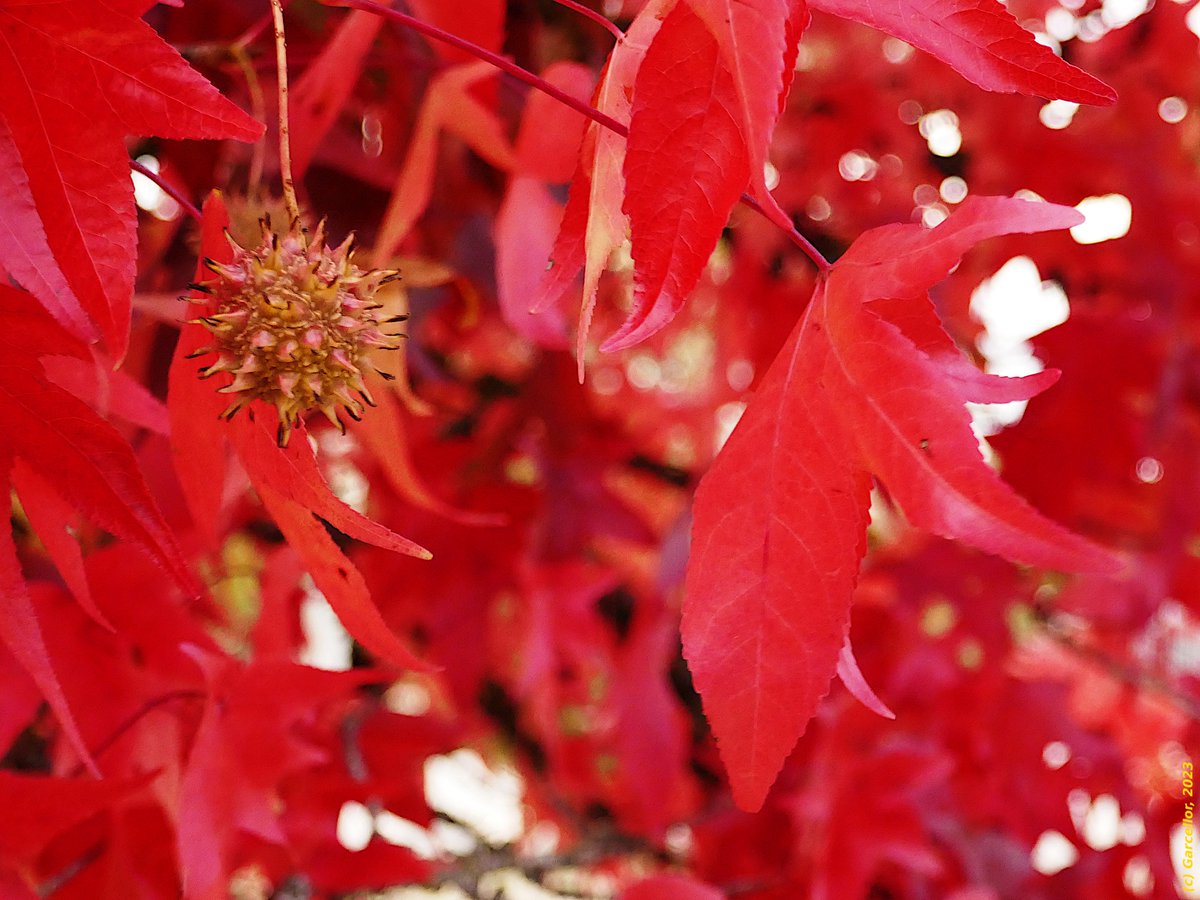 LorenzoGarciaCe's tweet photo. Hojas y fruto de Liquidambar styraciflua en el Parque Juan Carlos I. 

Madrid, España. Noviembre de 2023.

#garcellor #otoño #coloresdeotoño #liquidambarstyraciflua #parquejuancarlosi https://t.co/ILpMczCthZ