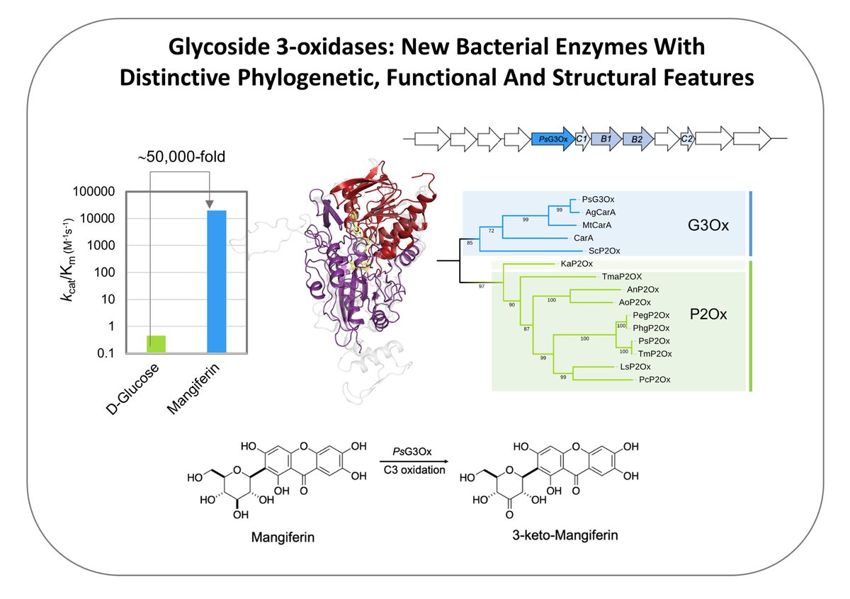 Ligia O. Martins (@lom_martin) on Twitter photo Check our latest work in <a href="/NatureComms/">Nature Communications</a> where mechanistic details of a key catabolic C-glycoside enzyme were revealed. Thanks to ALL authors in particular <a href="/AndrTaborda3/">André Taborda</a> & <a href="/frazsiglu/">Tomás Frazão</a> 👏👏👏
nature.com/articles/s4146… Check our latest work in <a href="/NatureComms/">Nature Communications</a> where mechanistic details of a key catabolic C-glycoside enzyme were revealed. Thanks to ALL authors in particular <a href="/AndrTaborda3/">André Taborda</a> & <a href="/frazsiglu/">Tomás Frazão</a> 👏👏👏
nature.com/articles/s4146…
