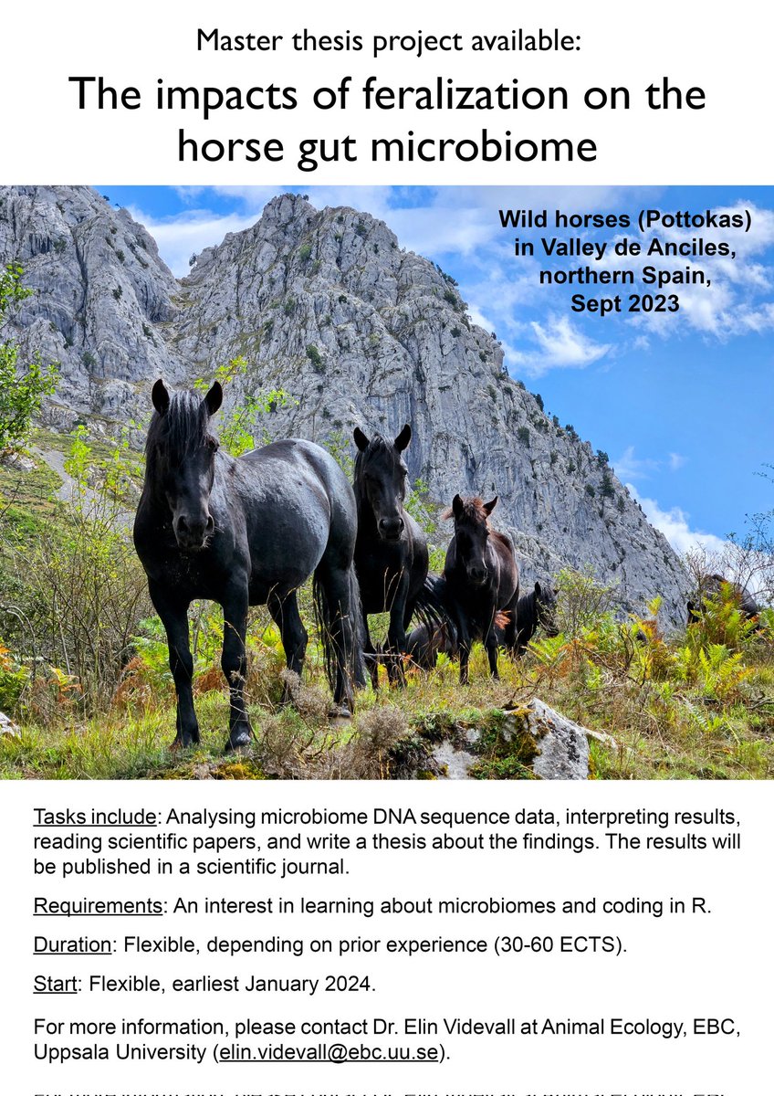 I'm looking for a Master student who wants to do a thesis project on the microbiomes of feral horses at @UU_University @AnimEcol_UU. Co-supervisor @CGThulin #microbiome #horses