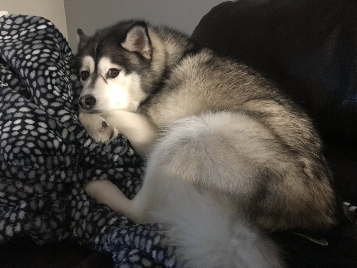 Little couch coyote looks so hard done by. Trust me, he is not. Pretty much owns the place.