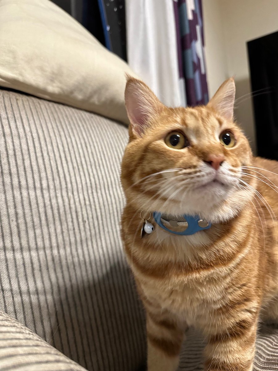 rakudaapp's tweet photo. おはようございます🐪
猫が脱走しました
捕まえましたが保険をうちたい

#Apple
#AirTag

を今更ながら導入しました
めっちゃわかりやすく探しやすい
今日も一日頑張るRAKUDA🐪

出稼ぎ全力応援
日本全国０円お迎え
0120-224-189

#企業公式相互フォロー #建設　#募集　#求人 https://t.co/edgKIcbEIb