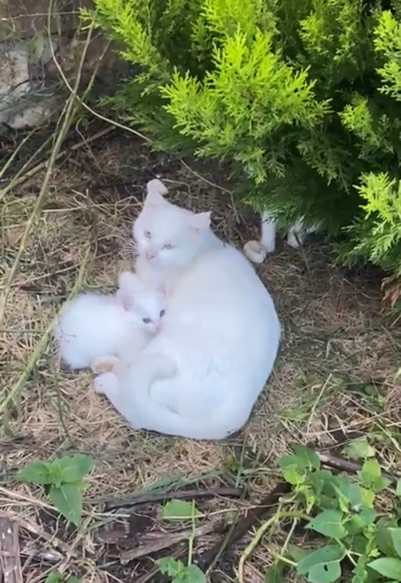 masum_gozler's tweet photo. Bodruma taşınırken çöp gibi kapının önüne atıp gitmişler 🥺. 
British kedi ve iki yavrusu.
Dört kedim olmasa anne kediyi hemen alıcam ama maalesef. Başlarına birşey gelmeden yuva bulalım 😭🐾

@tuficikk 

#SokakHayvanlarıSahipsizDeğildir 
#SokakHayvanlariSahipsizDeğil https://t.co/VU0HgSd0QZ