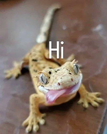 dancinglizardio's tweet image. $LIZD #CryptoNews #Memecoin #Memes #Dancing #DancingLizard