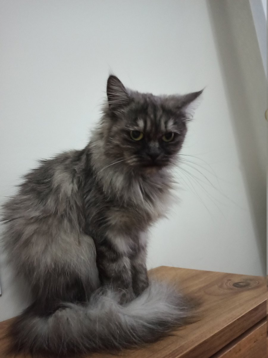 Gri küçüm bulut yufa arıyor ANKARAAA