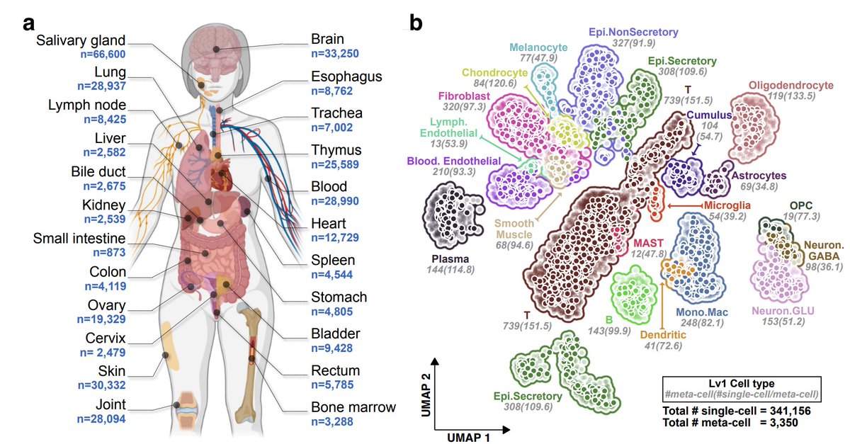 chungchau_hon's tweet image. 1/ Excited to share our latest work on mapping the transcribed cis-regulatory elements (tCREs) in single-cells across 23 human tissues for dissecting trait heritability with cellular contexts.
doi.org/10.1101/2023.1…