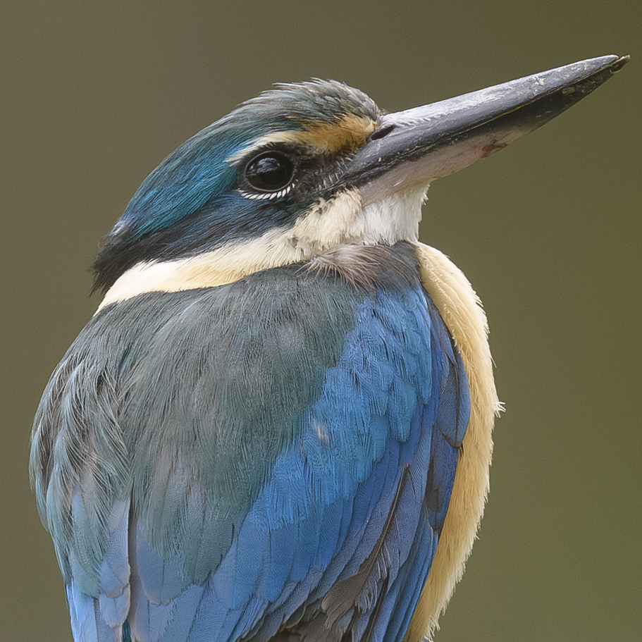 Oz Bird Photography tweet media