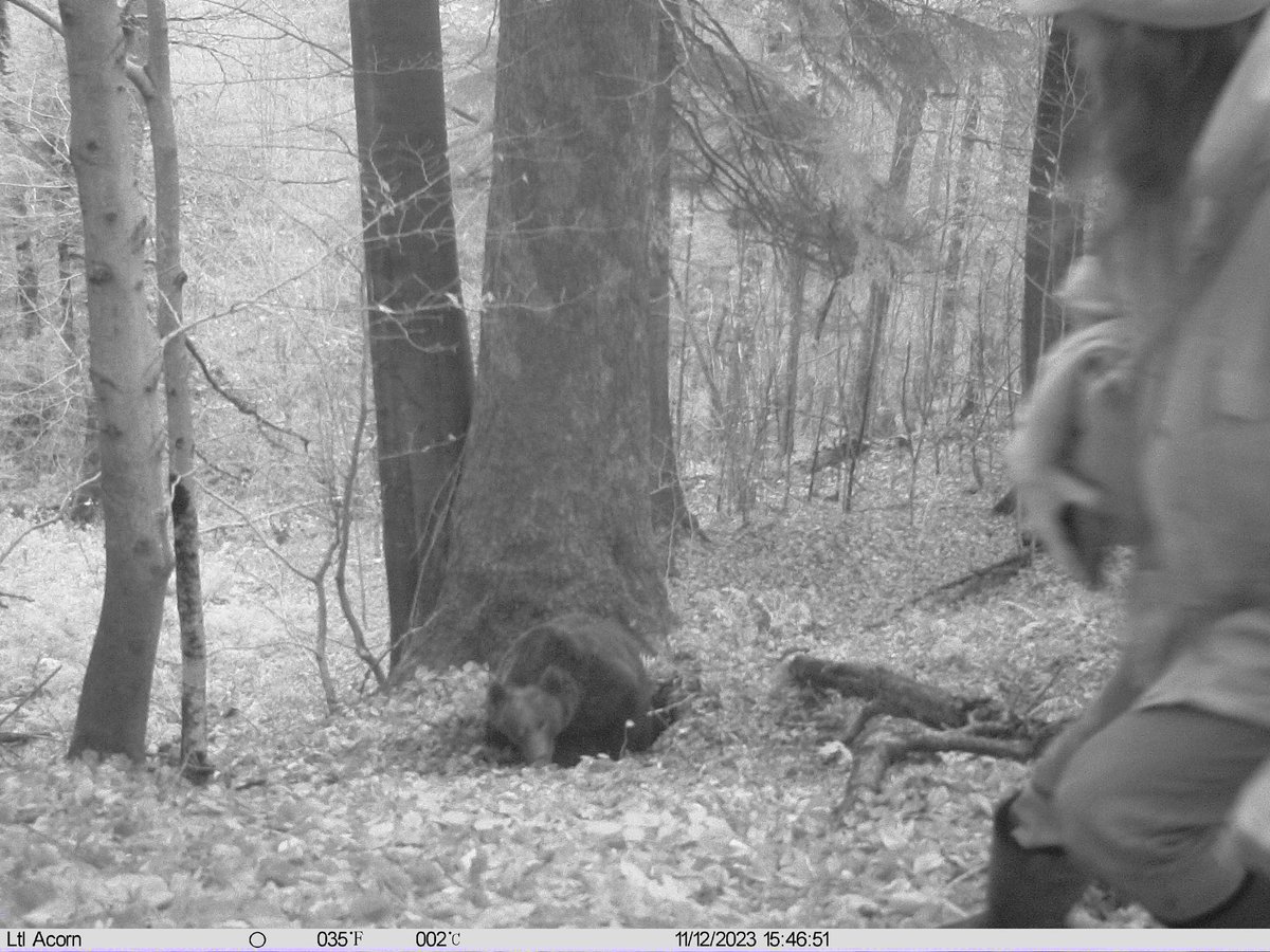 GzowskiMichal's tweet photo. Fotopułapka uchwyciła atak niedźwiedzia na ekoaktywistę. Chciał udowodnić, że gawra jest pusta bo leśnicy zniszczyli jego siedlisko. Niezła ironia losu - pseudoekolodzy szczuli na leśników, GOPR i policjantów, a teraz ci ludzie ratują im życie.

Będzie Nagroda Darwina? https://t.co/ig32fe05Ne