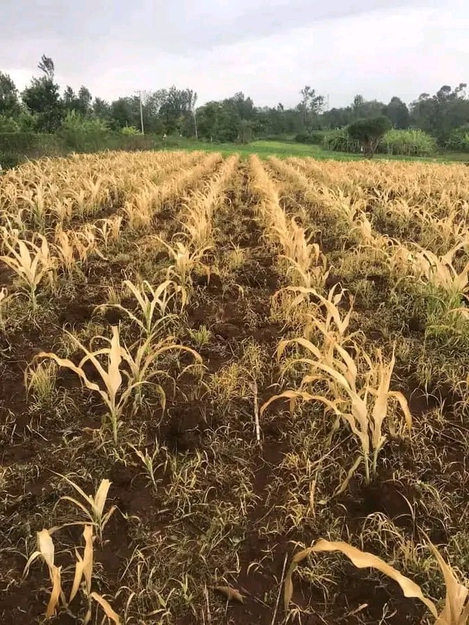 Fredmunene_'s tweet photo. Wrong herbicide used https://t.co/EvYGJsHiJ9