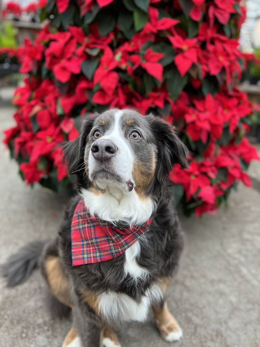 Morgan Mitchell tweet media