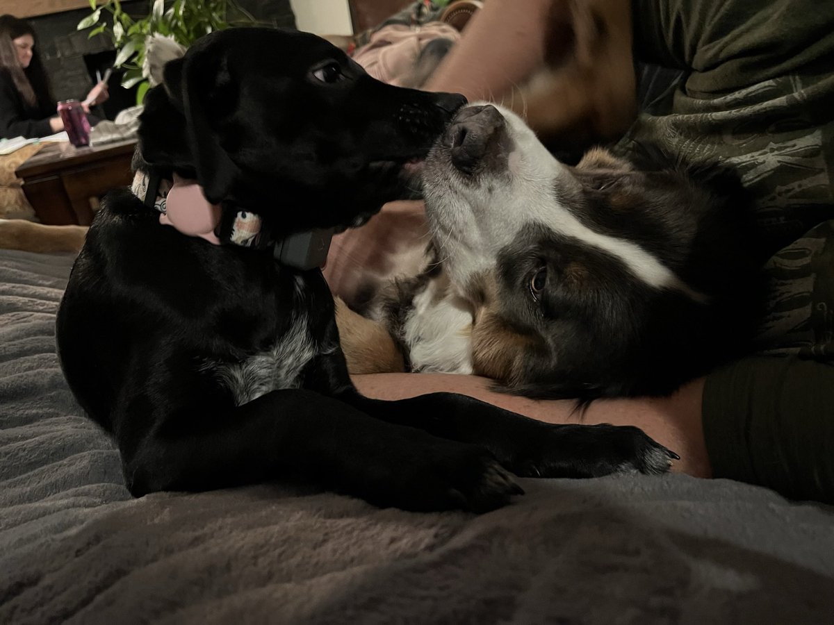 Morgan Mitchell tweet media